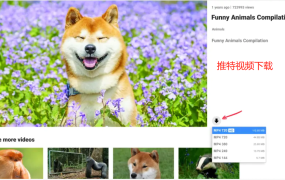 Twitter推特视频下载(附工具详细教程)